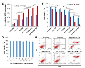 (E) US 처리 전후에 free ICG 및 ICG가 탑재된 EV들로 처리된 MCF-7 세포의 세포내 ROS 수준. (F) US 조사(1분 동안 0.3 W/cm2) 전후에 다양한 EV 샘플로 처리한 후 MCF-7 세포의 생존율. (G) 다양한 농도에서 blank EV로 처리된 MCF-7 세포의 생존력. blank EV의 세포독성은 없음. (H) US 처리 전후에 free ICG 및 SBC-EV(ICG/PTX)로 처리된 MCF-7 세포의 세포자멸사 분석