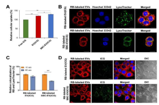 (A) free ICG, EV(ICG) 및 SBC-EV(ICG)로 4시간 치료 후 MCF-7 세포에서의 ICG 세포내재화. (B) Rhodamine이 표지된 EV(ICG) 및 SBC-EV(ICG)는 MCF-7 세포에서 엔도/리소좀 (LysoTracker)에서 많이 관찰됨. (C) 다른 배양 시간에 대한 EV(ICG) 및 SBC-EV(ICG)의 엔도/리소좀과의 colocalization 비율. (D) MCF-7 세포에서 RB로 표시된 EV(빨간색 점) 및 ICG(녹색 점)의 세포내 분포