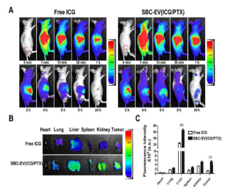 (A) Free ICG 및 SBC-EV(ICG/PTX) i.v. 주사 후 MCF-7 종양 이종이식 마우스의 생체 내 생체 분포 이미지. (B, C) Free ICG 및 SBC-EV(ICG/PTX) 주사 후 24시간에서 종양 및 주요 기관의 생체외 이미지 및 정량화. SBC-EV(ICG/PTX)가 free ICG보다 종양 축적률이 높았음