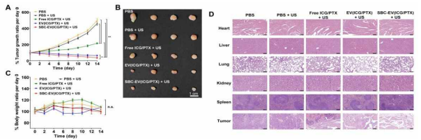 (A) MCF-7 종양 이종이식 마우스에서 다양한 샘플 투여 및 US 조사 후 14일 동안 종양 성장 비율 및 체중변화 비교. SBC-EV(ICG/PTX) 투여 후 US 처리 군에서 가장 높은 종양성장 억제 효과를 보였음. 주요 장기에서 systemic side effect는 없었으며 종양조직에서의 세포사멸 효과를 확인함