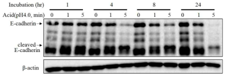 인두점막 상피세포에 산을 처리했을 때의 E-cadherin 변화