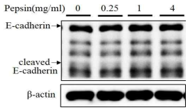 펩신 처리시 E-cadherin 변화