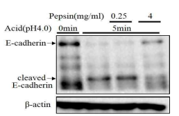산과 펩신 동시 처리시 E-cadherin 변화