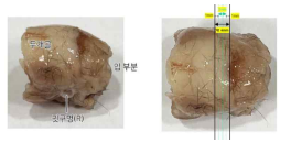 절단하고자 하는 mouse 부위