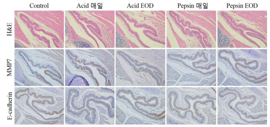 in vivo 모델에서 인후두 점막의 조직학적 염색에 의한 목표물질 발현 비교