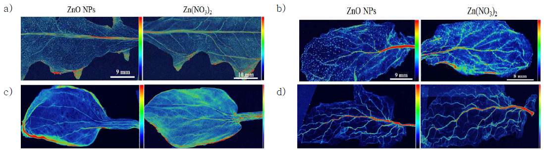 식물 종별 잎의 μ-XRF image a) 상추 b) 순무 c) 청경채 d) 토마토 (1000 mg/kg Zn)