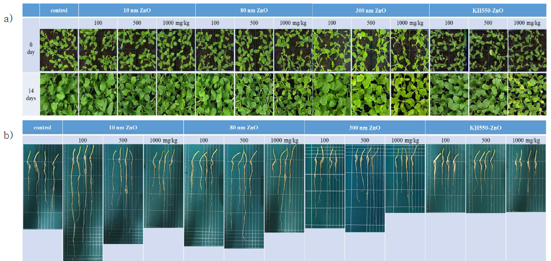 나노입자 크기 및 코팅 유무에 따른 식물 성장 a) leaf b) root