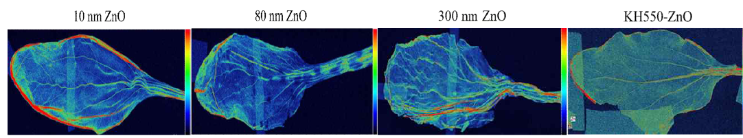 나노입자 크기 및 코팅 유무에 따른 청경채 잎의 μ-XRF image (1000 mg/kg Zn)