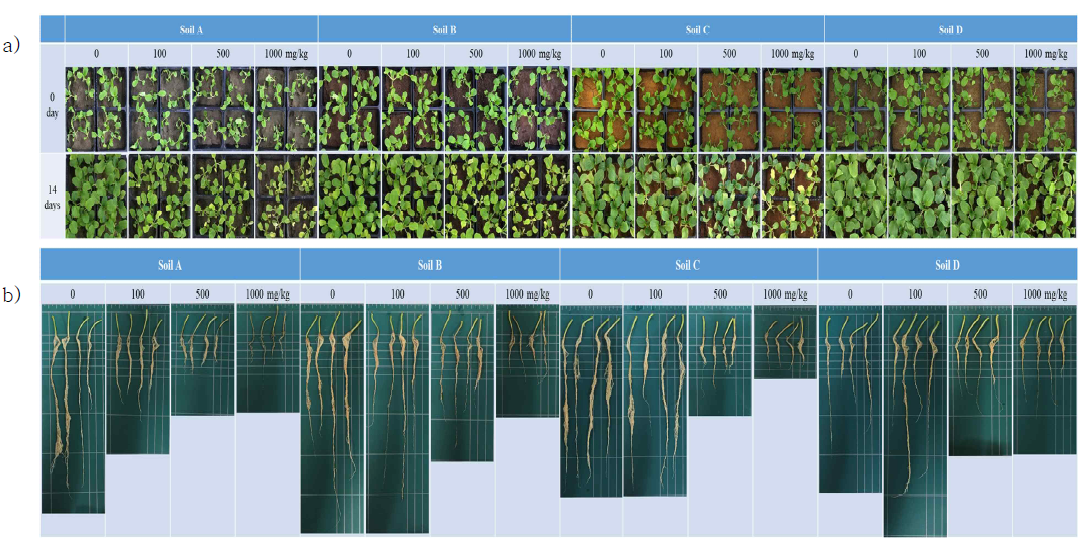 농업부지 토양 4종에서 식물 성장 a) leaf b) root