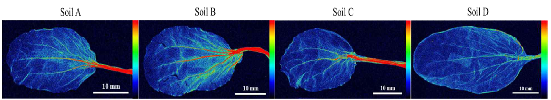 농업부지 토양 4종에서 청경채 잎의 μ-XRF image (1000 mg/kg Zn)