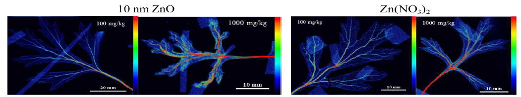 쑥 잎의 μ-XRF image (100, 1000 mg/kg Zn)