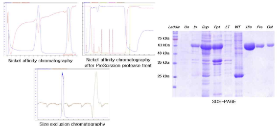 ExaC 단백질의 분리 정제 및 SDS-PAGE 결과