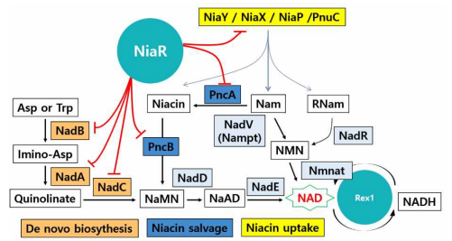 NAD 합성대사의 다양한 경로