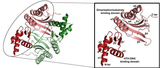NiaR 단백질의 apo 삼차원 구조와 homodimer 형성
