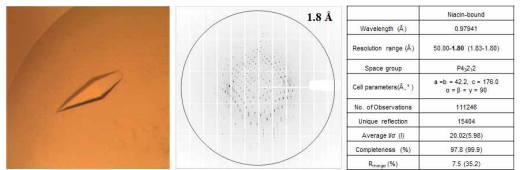 NiaR 단백질의 niacin 결합체 결정 및 X-선 회절 실험 데이터
