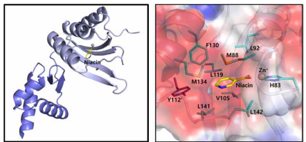 NiaR 단백질의 Zn 이온 및 niacin 결합 정보