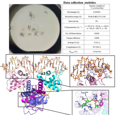 Rex 단백질의 삼성분 복합체의 회절 데이터 및 삼차원 구조