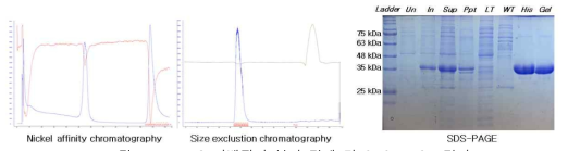 NadC 단백질의 분리 정제 및 SDS-PAGE 결과