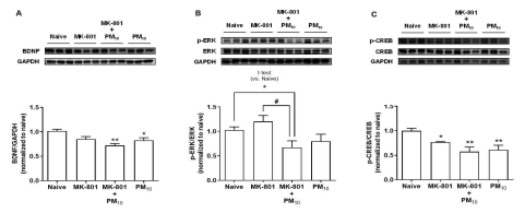 MK-801 유도 조현병 모델의 미세먼지에 의한 BDNF(A), CREB(B), ERK(C)의 활성 변화