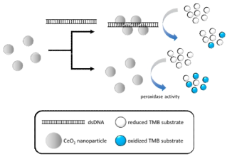 CeO2 nanoparticle의 효소 모방 활성 확인 개념도