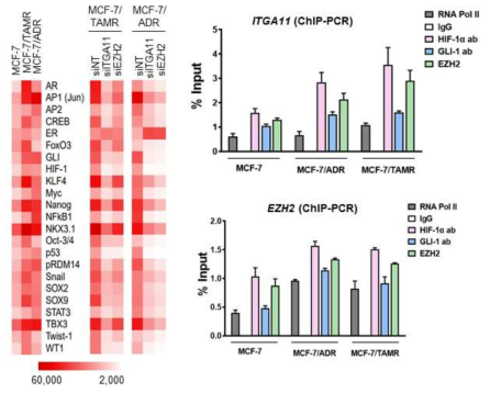 저항성 유방암세포에서 인테그린 α11 및 EZH2의 발현과 연관된 전사인자 규명