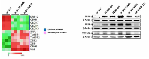 약물 저항성 유방암세포에서 EMT 관련 유전자 발현 비교