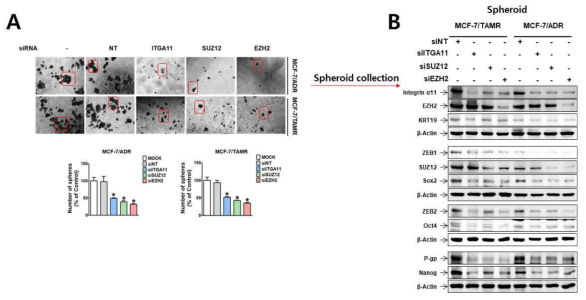 인테그린 α11 및 EZH2 유전자 침묵이 약물저항성 유방암세포 MCF-7/TAMR과 MCF-7/ADR의 spheroid formation (A)과 줄기성 및 EMT 전사인자 발현(B)에 미치는 영향