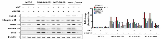 MCF-7과 약물저항성 세포주인 MCF-7/ADR 및 MCF-7/TAMR에서 SUZ12 silencing이 integrin α11, MMP-9, 카뎁신S(CTSS), SOX-2 발현에 미치는 효과