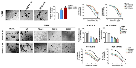 SUZ12, EZH2의 과발현 또는 침묵이 유방암줄기세포 및 약물저항성에 미치는 효과