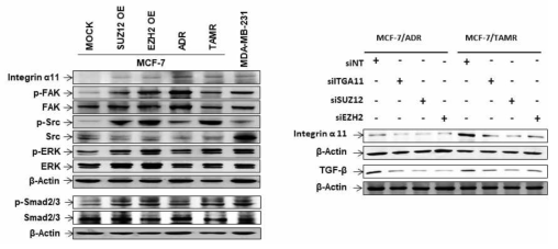 SUZ12, EZH2의 과발현 및 약물저항성유방암세포에서 세포내 신호전달신호의 변화