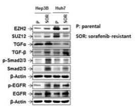 간암세포 및 소라페닙 저항성 간암세포의 SUZ12, EZH2의 발현변화
