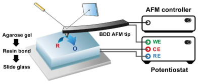 C-AFM과 하이드로젤을 이용한 나노전극 실험의 모식도