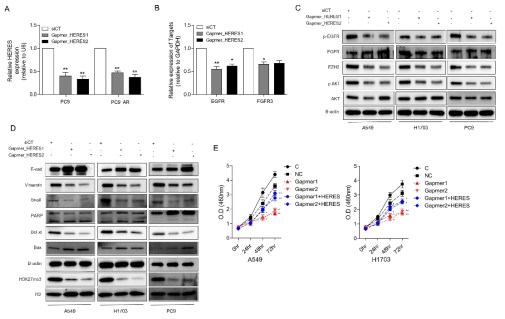 PC9 cell에 대한 lncRNA,HERES의 loss of function 확인 및 target expression 확인