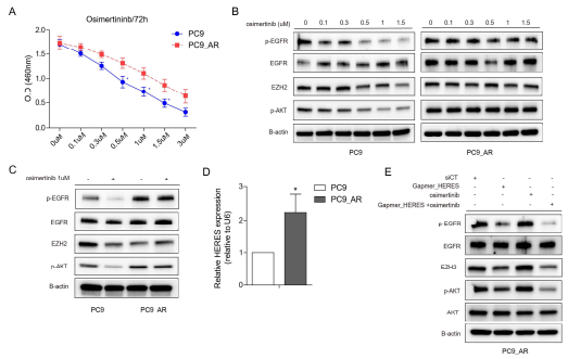 PC9_AR cell에 대한 osimertinib 내항성 확인 및 HERES의 발현억제에 따른 cell proliferation확인