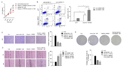 PC9_AR cell에 대한 osimertinib 내항성 확인 및 HERES의 발현억제에 따른 apoptosis 확인