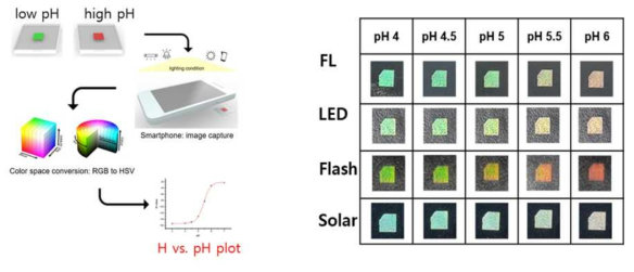 색차법을 이용한 pH 센서의 정량순서 및 4가지 광원하에 측정된 pH 감응사진