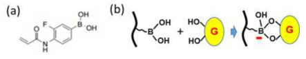 (a) 포도당 감응 포토닉젤의 단량체 F-PBA, (b) PBA와 포도당의 결합