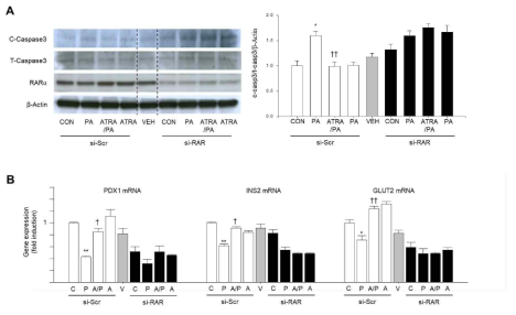 RARa 발현 억제 모델에서 PA에 의한 세포 사멸 및 베타세포 기능 관련 인자의 발현 변화. (A) RARa 발현 억제 세포 및 대조군 세포에서 PA에 의한 cleaved-, total-Caspase3, RARa, b-Actin의 발현 양상. (B) RARa 발현 억제 세포 및 대조군 세포에서 PA에 의한 PDX1, INS2, GLUT2의 유전자 발현 양상
