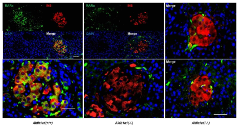 정상 및 Aldh1a1 결핍 생쥐의 췌장 내 베타세포에서 RARa의 발현 양상