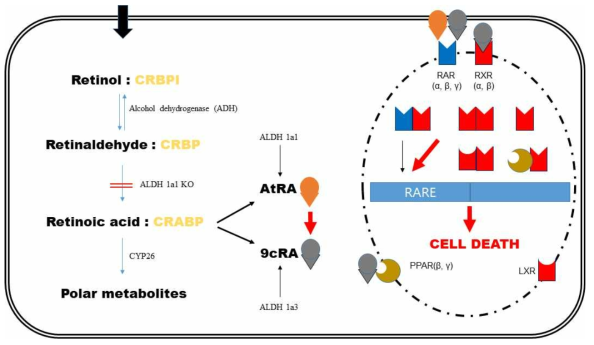 베타세포 내 레티노이드 대사 중 ATRA가 RAR와 기능