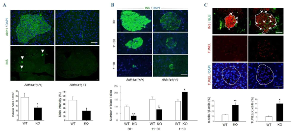 Aldh1a1 결핍 생쥐에서 췌도의 변화. (A) Aldh1a1 결핍 생쥐의 췌장에서 베타세포의 양적 감소 및 인슐린의 감소. (B) 췌도의 크기에 따른 분포 변화 (C) 췌도의 구조 변화 및 세포 사멸 증가