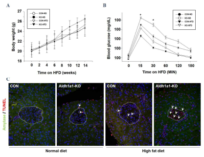 Aldh1a1 결핍 생쥐 모델에서 고지방 식이를 통한 비만 및 당뇨병 유도에 따른 변화. 고지방 식이에 따른 체중 변화 (A) 및 내당능의 변화 (B). 췌장 조직 내 췌도에서 세포 사멸의 관찰 (C)