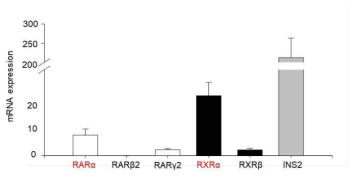 베타세포 내 RAR 및 RXR의 발현 양상