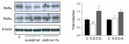 Aldh1a1유전자 발현 조절에 의한 RAR-alpha 및 RXR-alpha의 변화