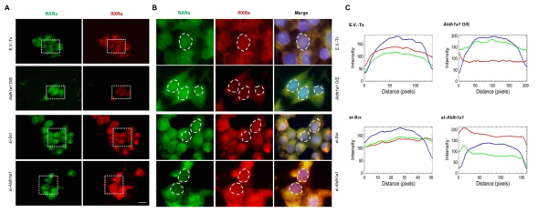 Aldh1a1 유전자 조절 세포 모델에서 RARa와 RXRa의 세포 내 발현 양상. (A) 형광인자를 이용한 Double-immunocytochemistry를 실행하여 RARa (Green)와 RXRa (Red)의 표지 양상. (B) RARa와 RXRa의 표지 강도를 측정하기 위한 핵 부분의 고배율 사진, 핵은 DAPI (Blue)로 표지. (C) 형광 인자의 강도를 나타낸 그래프. E.V.-Tx, Empty Vector Transfection; O/E, Over-Expression; Scr, Scramble
