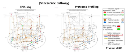 (왼) RNA-seq에서 추출한 정상공여자 대비 AA 환자군의 DEG가 Senescence Pathway에 끼치는 영향을 예측함. (오) Proteomics data에서 추출한 정상공여자 대비 AA 환자군의 DEG가 Senescence Pathway에 끼치는 영향을 예측함. (P-Value<0.05)