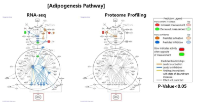 (왼) RNA-seq에서 추출한 정상공여자 대비 AA 환자군의 DEG가 Adipogenesis Pathway에 끼치는 영향을 예측함. (오) Proteomics data에서 추출한 정상공여자 대비 AA 환자군의 DEG가 Adipogenesis Pathway에 끼치는 영향을 예측함. (P-Value<0.05)