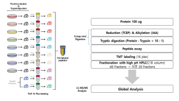 Proteome Profiling 과정