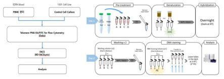 Control cell line과 PBMC를 이용한 Telomere length 측정 과정