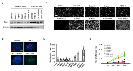 췌장암 세포주 10개를 이용한 PAK4 expression / amplification 기저 발현과 세포이동 상관관계 평가